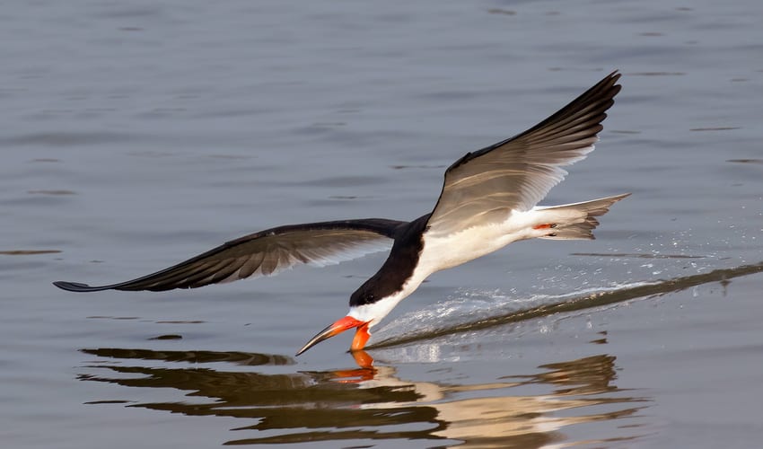 Rynchops Skimmers facts, distribution & population BioDB